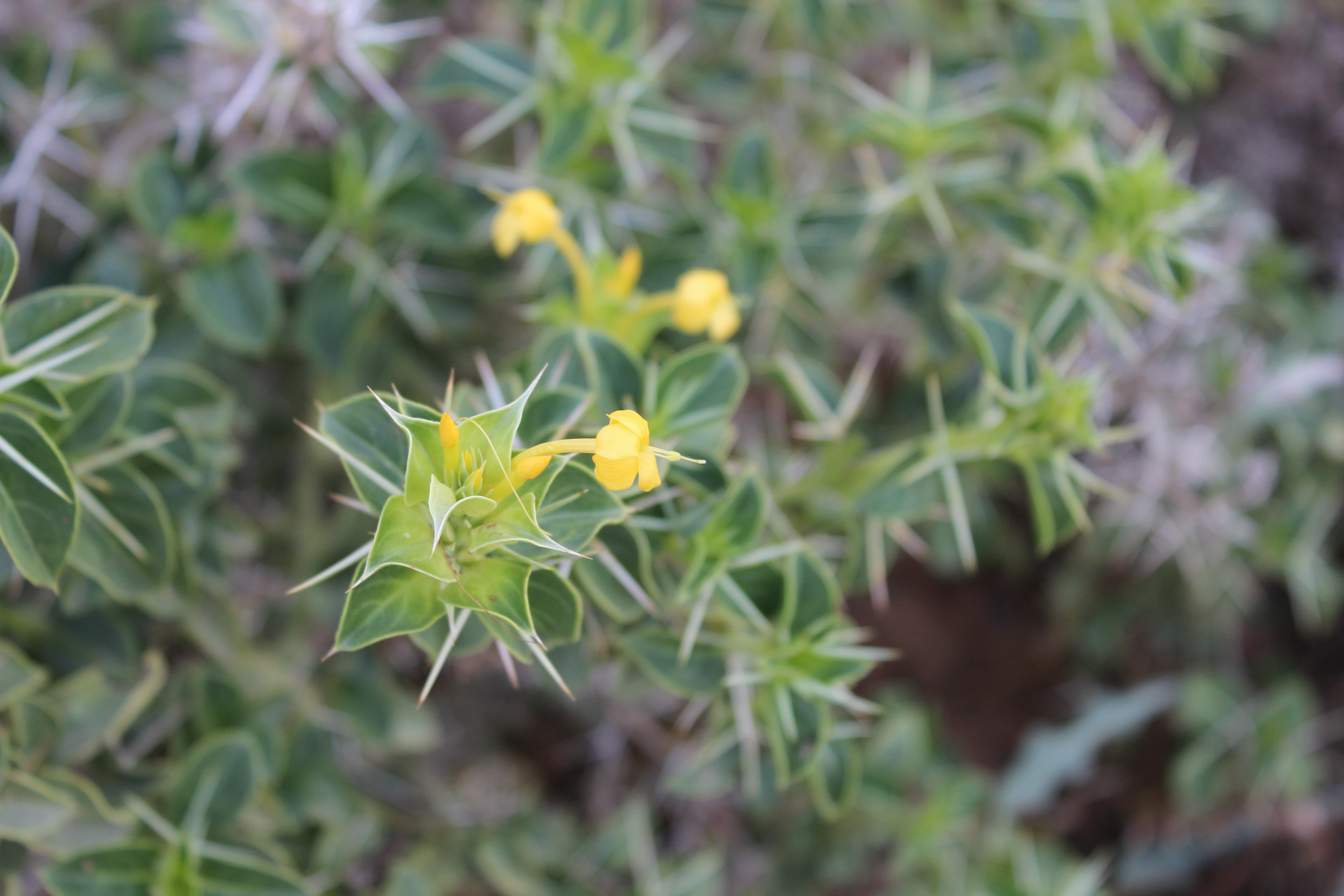 Plant Image